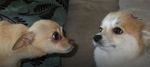 Create meme: animals memes, Dog, Chihuahua