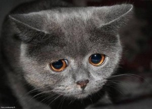 Create meme: sad cat, the cat goes, you