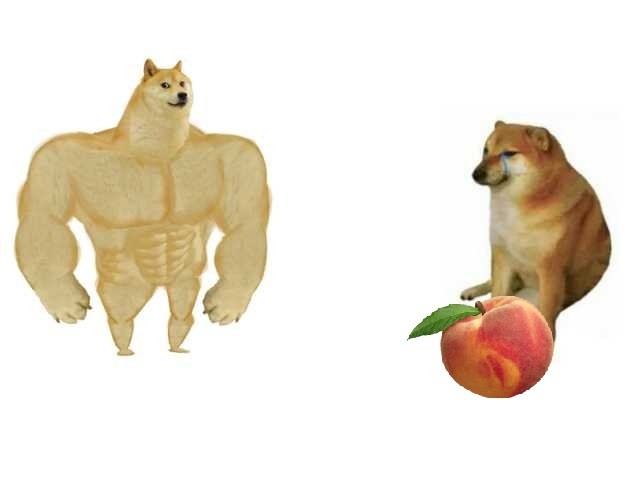 Create meme: shiba inu meme jock, the dog is a jock meme, dog Jock meme