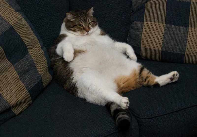 Create meme: bloated cat, fat lazy cat, fat cat 