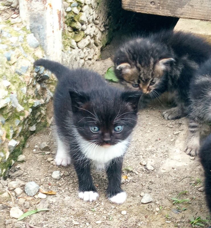 Создать мем: кот, маленький котенок, кошка