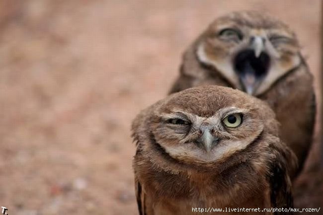 Create meme: owl , funny owlets, animals cute