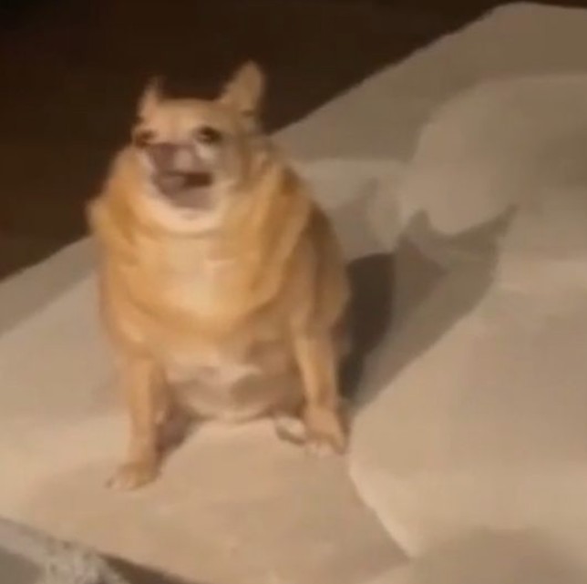 Create meme: fat dog , the fattest dog, a fat chihuahua