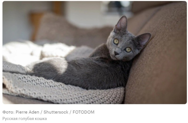 Create meme: the Russian blue cat, Siberian blue cat, korat is a breed of cats