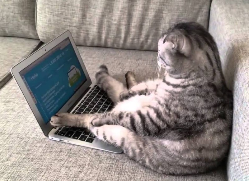 Create meme: the cat behind the laptop, a cat with a laptop, cat with laptop