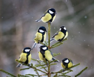 Create meme: chickadee, great tit, titmouse