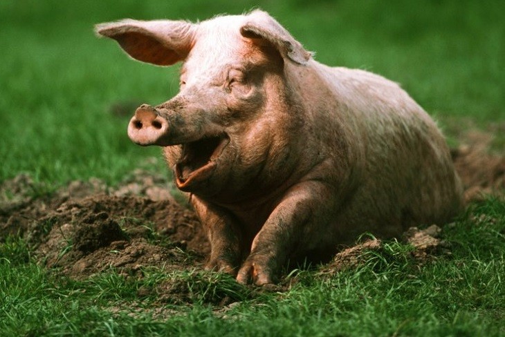 Создать мем: большая свинья, жирная свинья, свинья красивая
