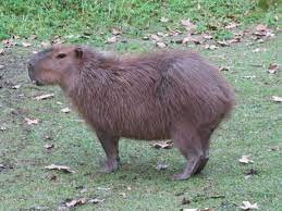 Create meme: rodent capybara, a pet capybara, the capybara
