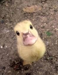 Create meme: funny and cute duck, ducks are cute, ducklings