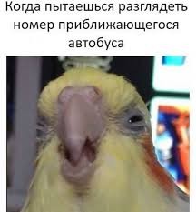 Create meme: fun, memes with parrots VK, parrot junkie