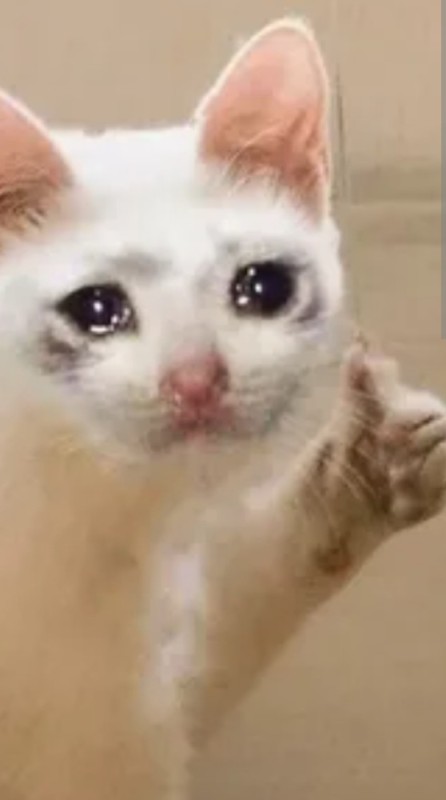 Create meme: cute cat meme, sad cat , cat meme 