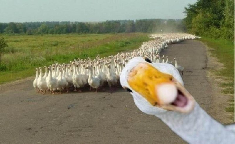 Create meme: white goose , goose , memes Gus