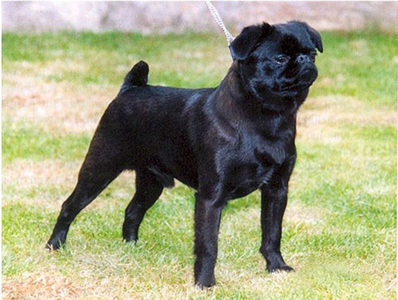 Create meme: petit brabanson dog, breed petit brabanson, griffon petit brabanson black
