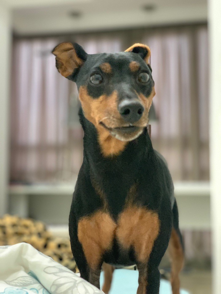 teacup doberman