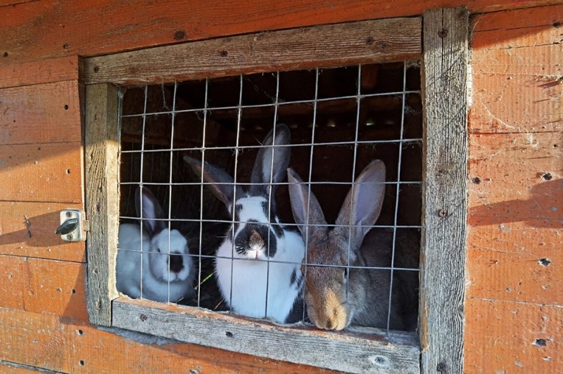 Create meme: Californian rabbit, rabbit farm, California rabbit breed