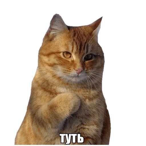 Create meme: kitty tut meme, memes with cats , meme cats