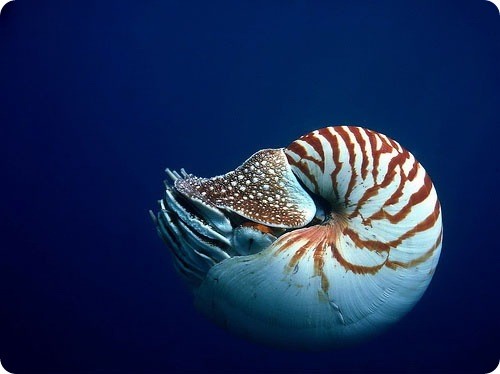 Create meme: nautilus cephalopods, nautilus pompilius mollusk, nautilus mollusc