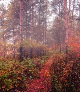 Create meme: early autumn, landscape forest