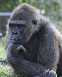 Create meme: gorilla Shabani, the baby gorilla, gorilla