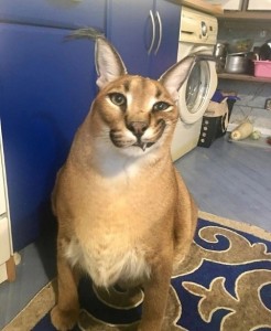 Create meme: Caracal