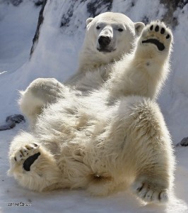 Создать мем: белый полярный медведь, polar bear, полярный медведь