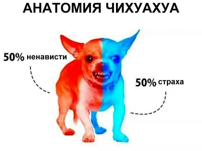 Create meme: anatomy of a chihuahua, evil Chihuahua , angry chihuahua