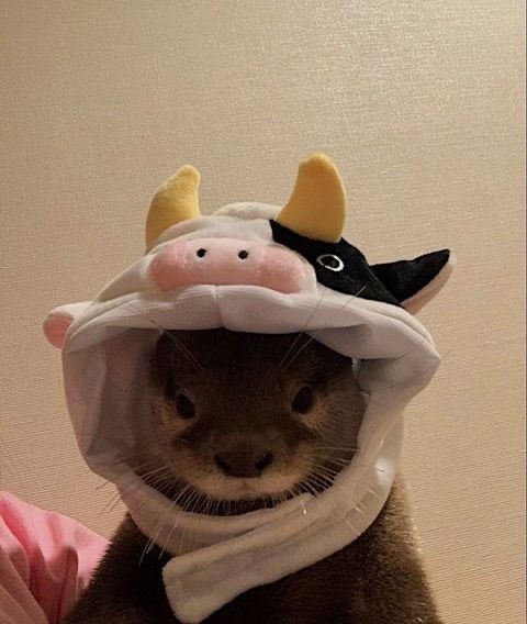 Create meme: otter in a cap, animal otter, cat 