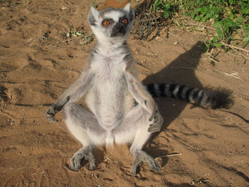 Create meme: lemur lemur, lemur uzbagoysya , a ring-tailed lemur 