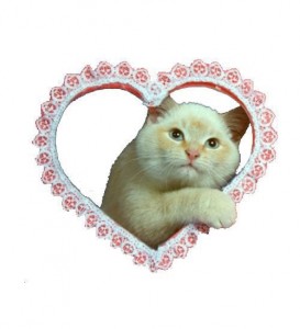 Create meme: stickers seals, adorable kittens