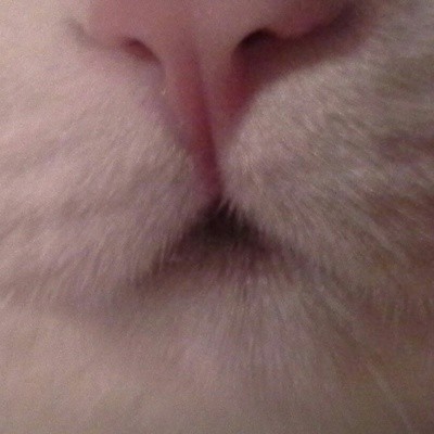 Create meme: cat nose, cat , cat noses