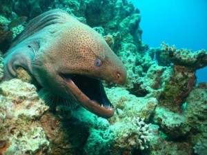 Create meme: Moray