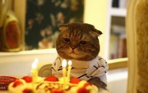 Create meme: cat with the cake, cat with cake, cat with cake