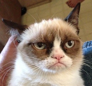 Create meme: unhappy face, cat birthday, memes