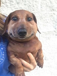 Create meme: dog, Dachshund, dog funny