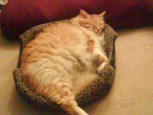 Создать мем: самая толстая, поспать, толстый кот