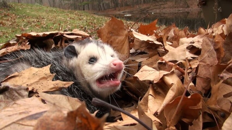 Create meme: evil opossum, possums possums, Virginia opossum