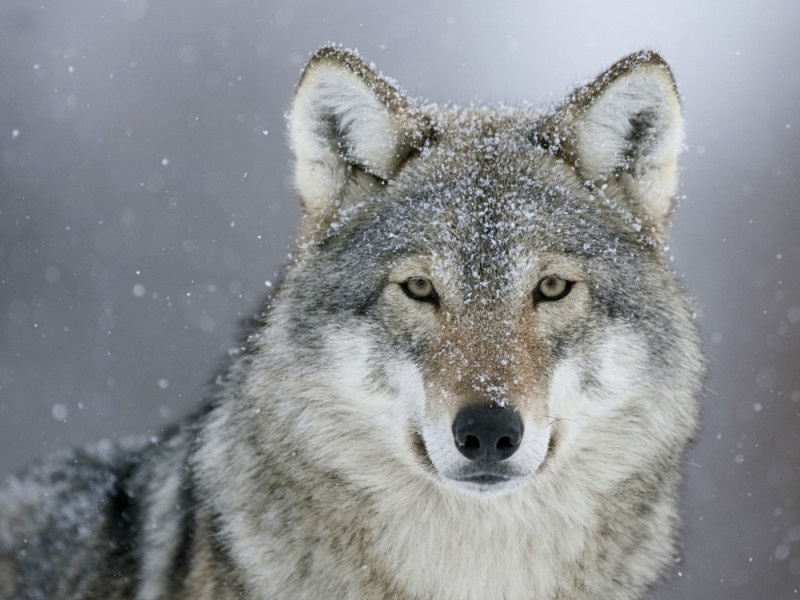 Create meme: the wolf is beautiful, wolf grey, wolf wolf