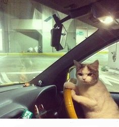 Create meme: the cat behind the wheel, the cat in the taxi, cat taxi driver