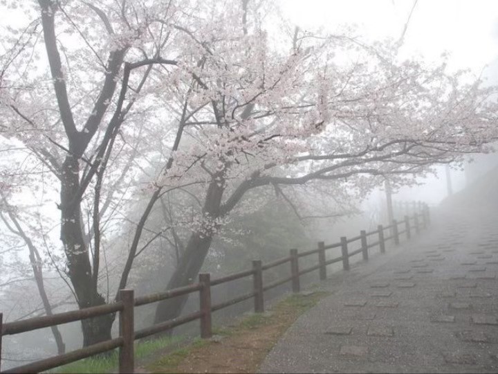 Create meme: Sakura sakura, cherry blossom, cherry blossom Japan