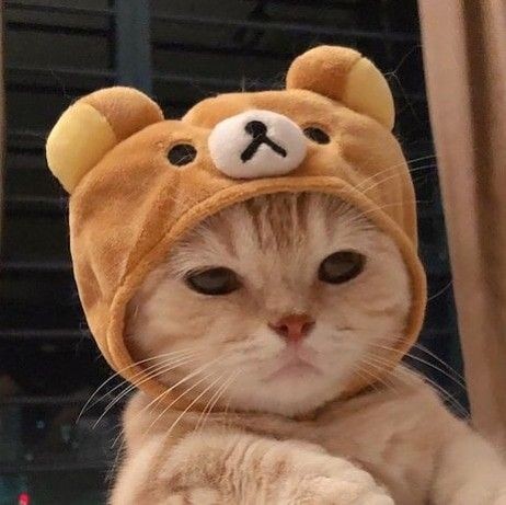 Создать мем: няшные котики, милый кот в шапочке, кот в шапке