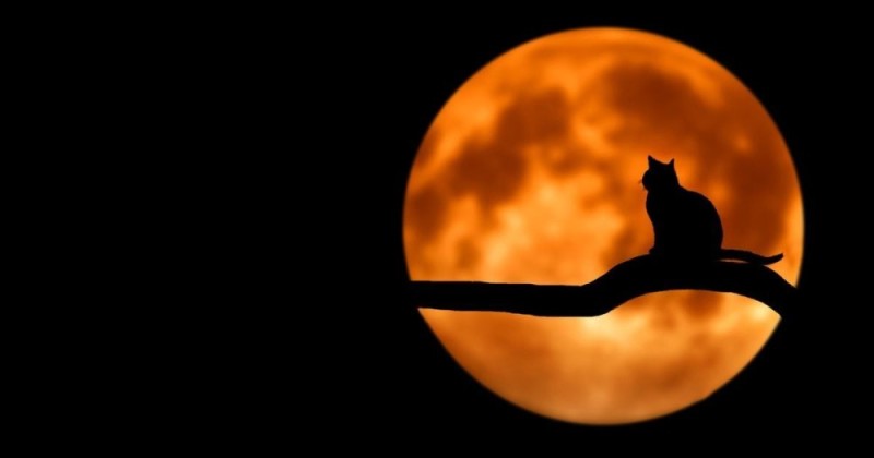 Create meme: the cat and the moon, the full moon , on the background of the moon