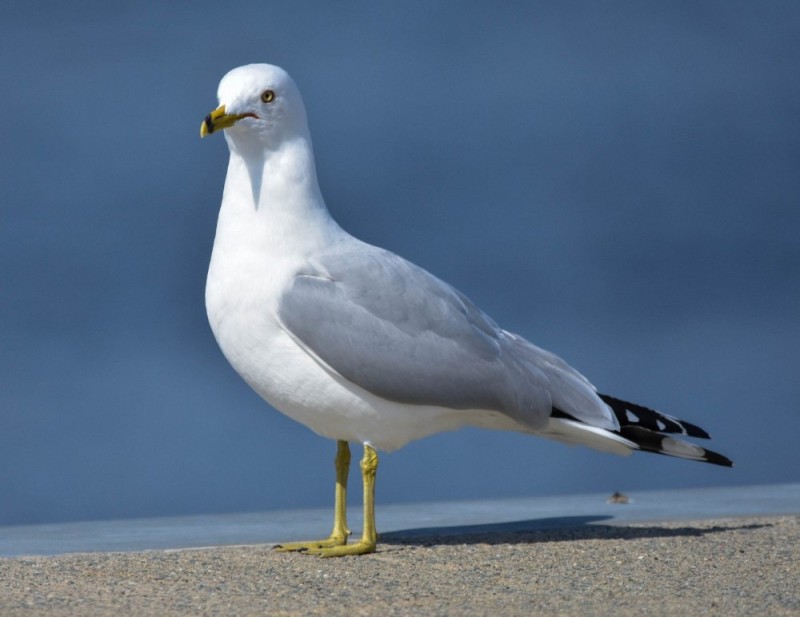 Create meme: The Delaware Seagull, Seagull , sea gull 