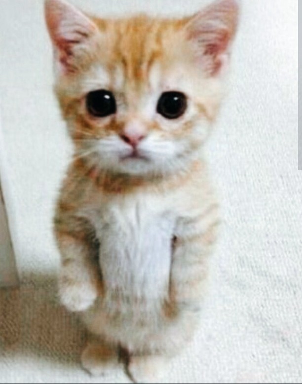 Create meme: cute cats , kitten meme, the begging cat