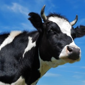 Create meme: beautiful cow, cow