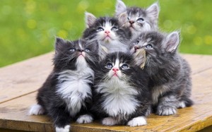 Создать мем: три пушистых кота, кот, котики няшки