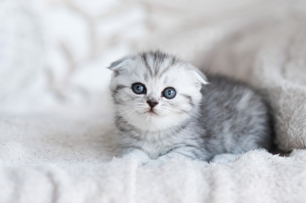 Create meme: lop - eared scottish kitten, lop - eared cat blue - eyed gray, lop-eared Scottish fold