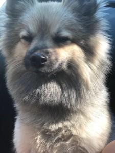 Create meme: the Keeshond, spitz, Pomeranian