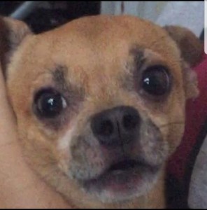 Create meme: chihuahua, apirina Mexican, a cross between a pug and a Chihuahua