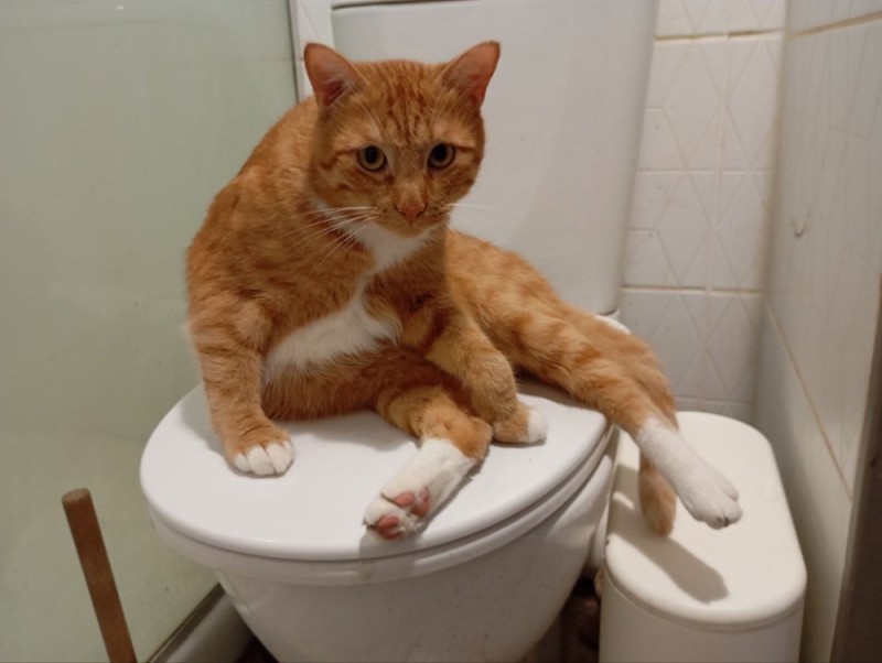 Create meme: teach cats to use the toilet, the cat who , The cat is in the toilet