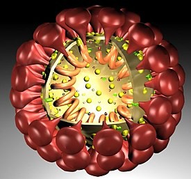Create meme: coronavirus, rotavirus figure, coronavirus infection